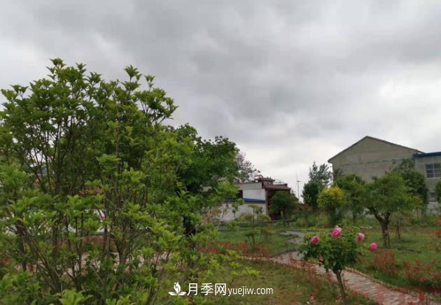 十三五以來，許昌市累計完成林業(yè)生態(tài)建設面積120余萬畝(圖1)