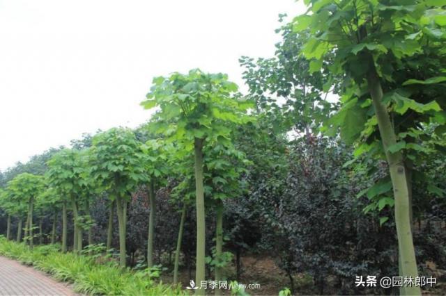 園林綠化中常用的法國(guó)梧桐，與古人詩詞中的梧桐是一種樹么？(圖2)