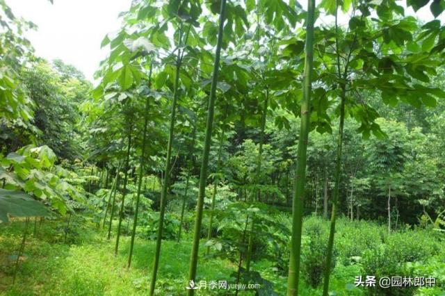 園林綠化中常用的法國(guó)梧桐，與古人詩詞中的梧桐是一種樹么？(圖5)