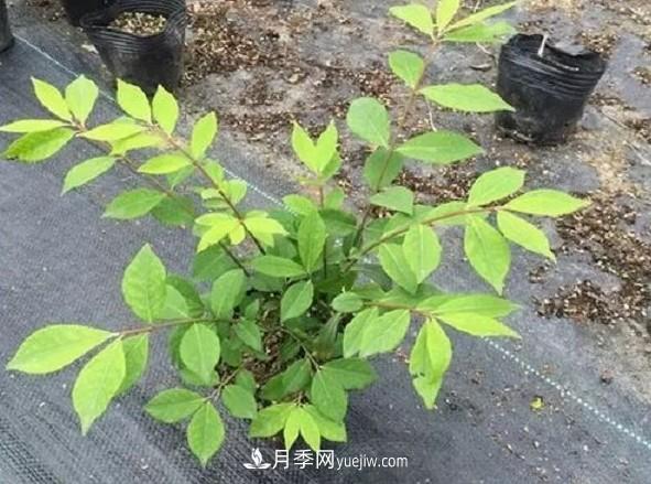 火焰衛(wèi)矛盆栽修剪遇到難題，掌握這五個技巧什么問題都解決(圖2)