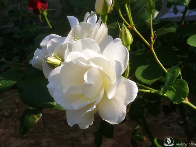 管理月季花的計(jì)劃表，二月份月季養(yǎng)護(hù)要怎么做？(圖1)