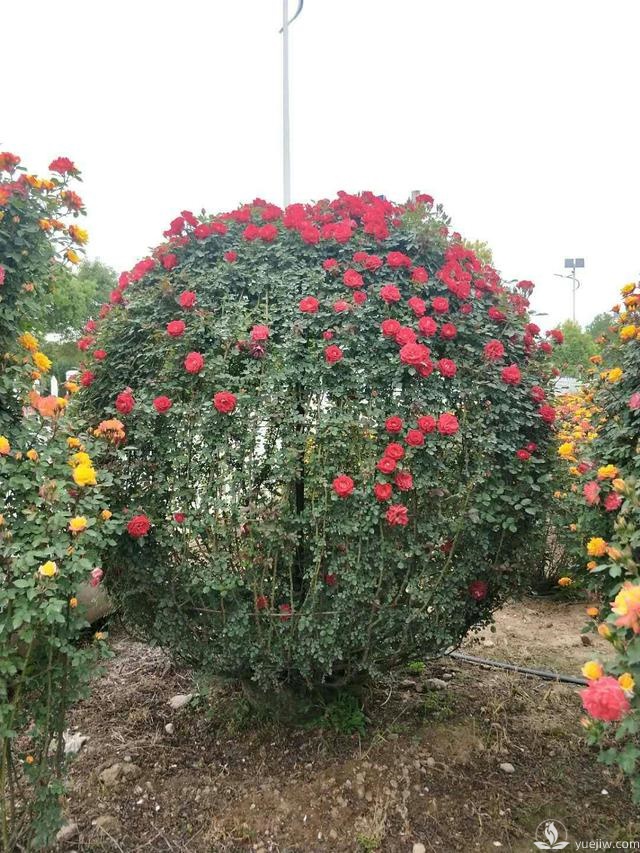管理月季花的計(jì)劃表，二月份月季養(yǎng)護(hù)要怎么做？(圖2)