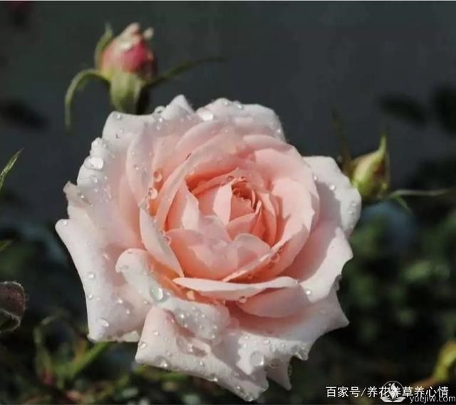 早春養(yǎng)殖月季要避開5個坑，月季開花多又大(圖1)