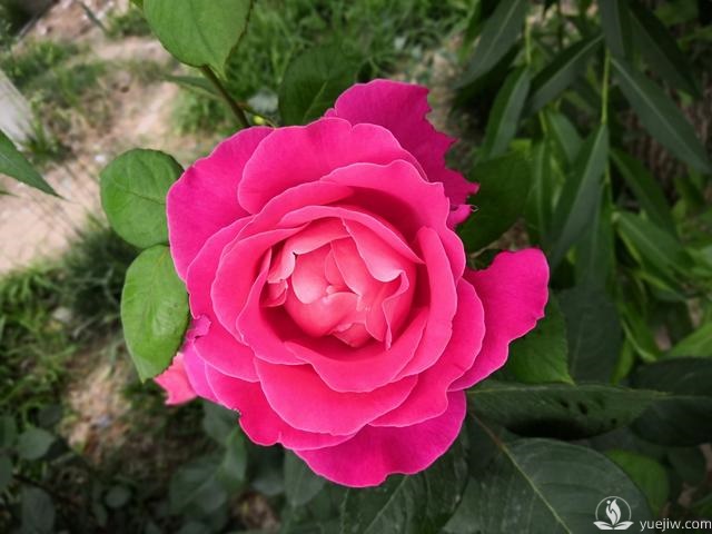 春天養(yǎng)月季，杜絕病蟲害！注意這幾點(diǎn)等著花爆開(圖1)