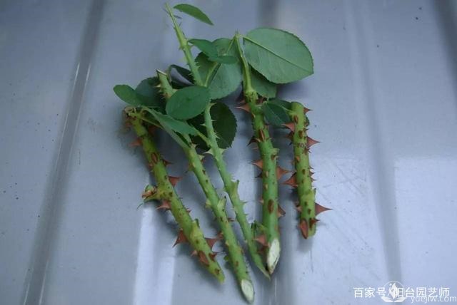 扦插月季從這三點(diǎn)開始，成活率相當(dāng)高了(圖1)