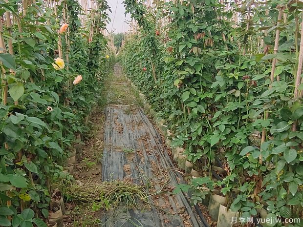 南陽(yáng)藤本月季基地，1.5-2米爬藤月季出售量大(圖3)