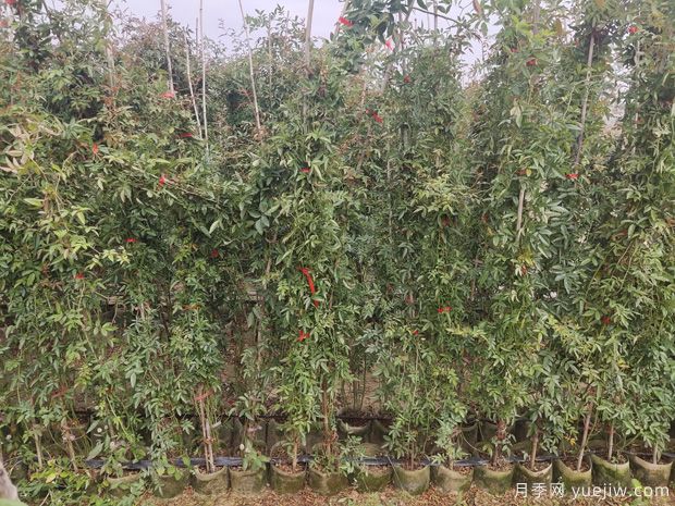 2米高紅木香，優(yōu)秀爬藤花卉基地批發(fā)價格(圖4)