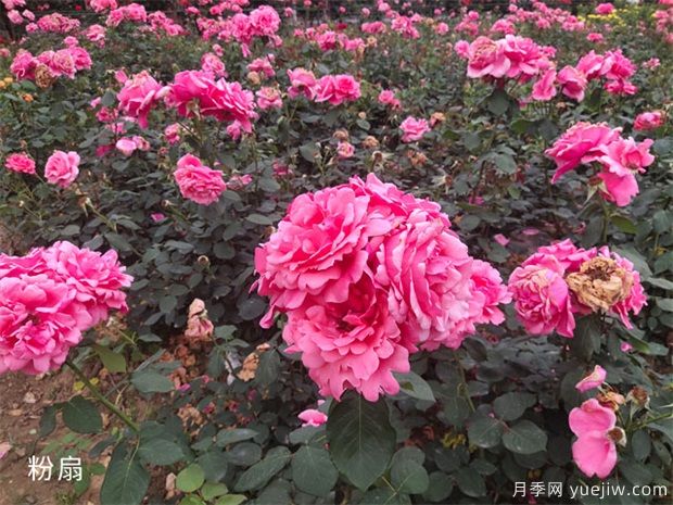 大花月季中的粉扇栽培技術(shù)，你知道嗎(圖1)
