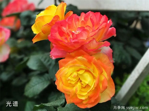 樹(shù)狀月季總生病，教給你幾招，輕松解決！(圖1)