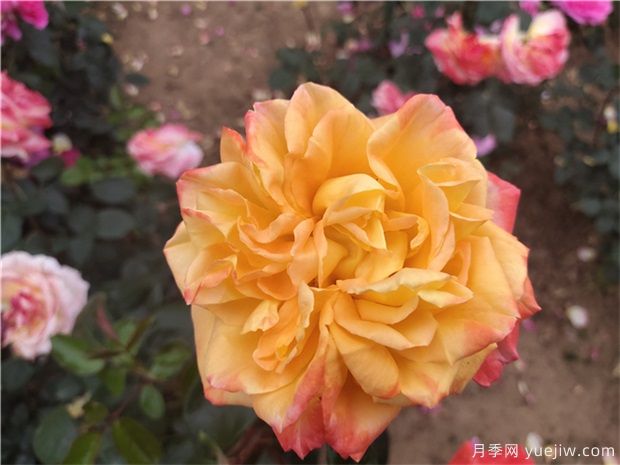 樹狀月季為什么會(huì)變形？應(yīng)該如何避免？(圖1)