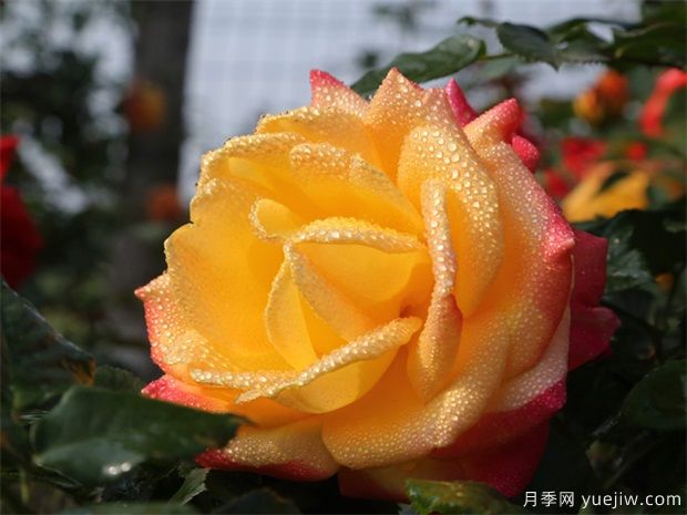 月季出現(xiàn)黑桿，如何消滅你們知道嗎？(圖2)