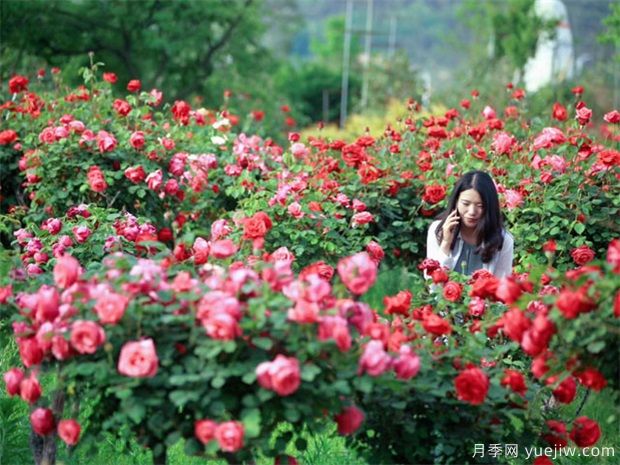 南陽月季花農的12個月份工作安排表(圖2)