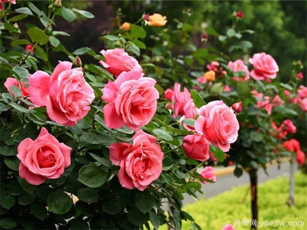 南陽月季花農的12個月份工作安排表(圖3)