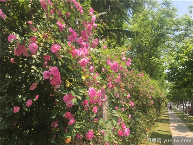 可以在冬季觀賞的樹(shù)種推薦，彩色苗木受歡迎(圖1)