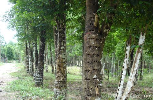 中國(guó)十大珍貴樹種，名貴樹木(圖1)