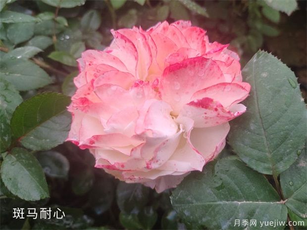 種植樹狀月季苗用什么土比較合適呢？(圖1)