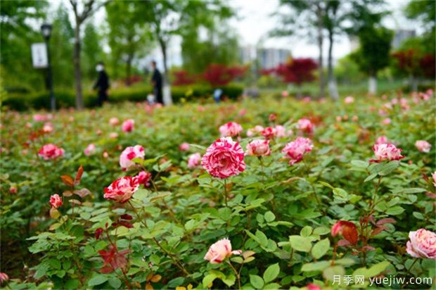 月季花的修剪直接影響到生長(zhǎng)質(zhì)量的好壞(圖1)