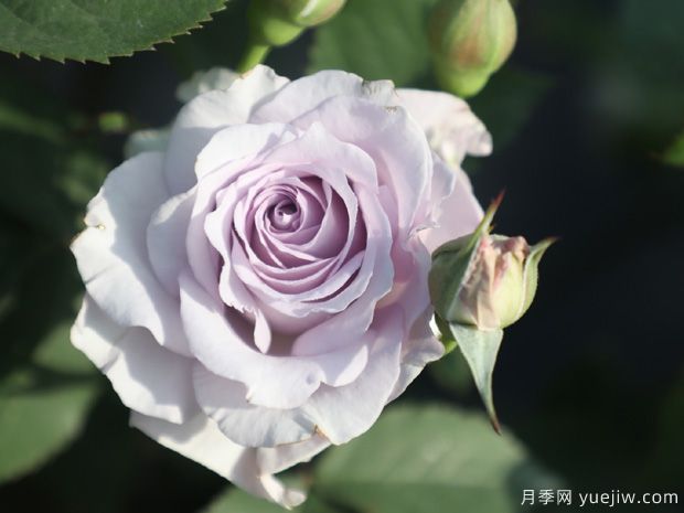 霽色月季的優(yōu)缺點(diǎn)是什么？(圖1)