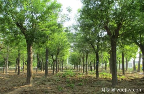 南陽速生國槐半冠、裸根定干、全冠樹的參考價格(圖1)