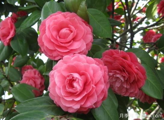 山茶花的特性，制作盆景茶花的技巧(圖1)