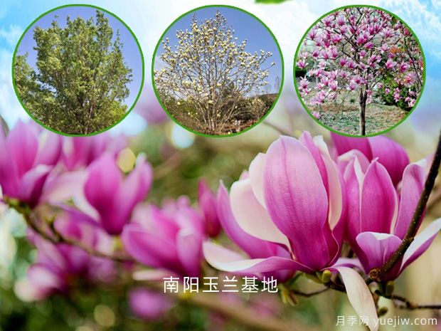 紅色的玉蘭花的花語是什么？(圖1)