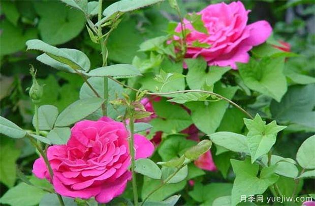 藤本月季和藤本薔薇哪個(gè)比較好養(yǎng)？薔薇養(yǎng)殖與注意事項(xiàng)(圖1)