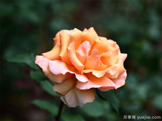 介紹一下月季花？(圖1)