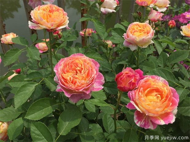 月季花適宜盆栽養(yǎng)殖嗎？(圖1)