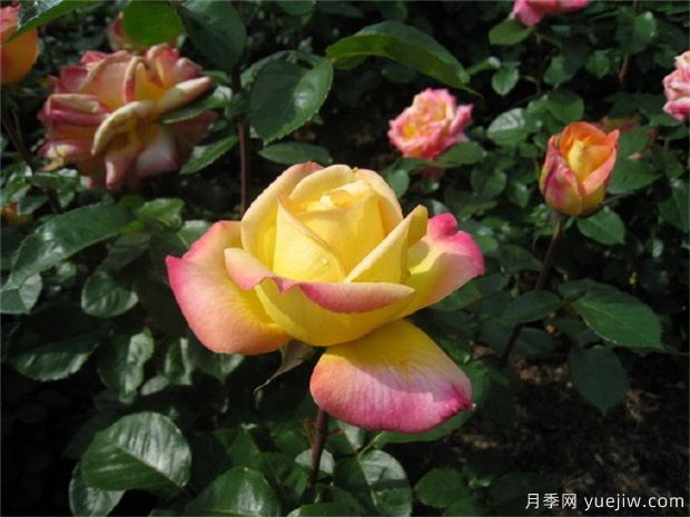 大花美人月季的特點(diǎn)？大花月季怎么修剪？(圖1)