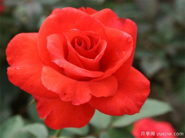 卡羅拉玫瑰花語(yǔ)和寓意(圖1)