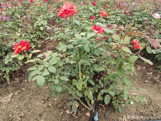 埋盆越冬的月季什么時(shí)候出土好？(圖1)