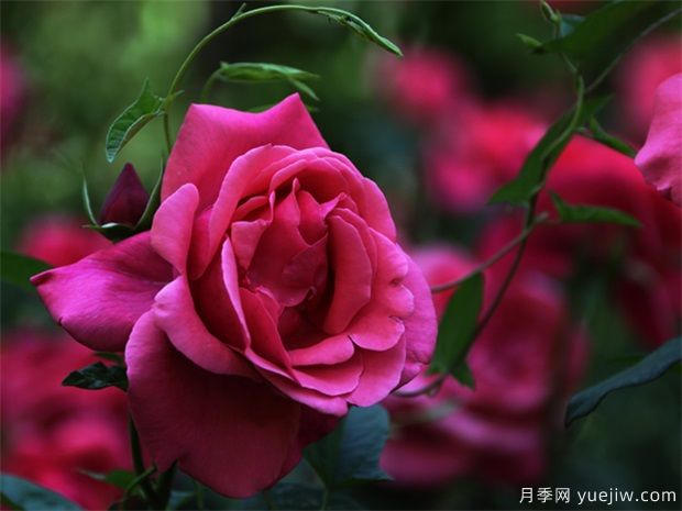怎樣使月季冬季開花？(圖1)