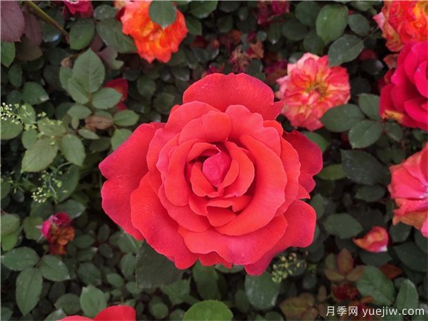 如何讓月季花月月開(kāi)花？(圖1)