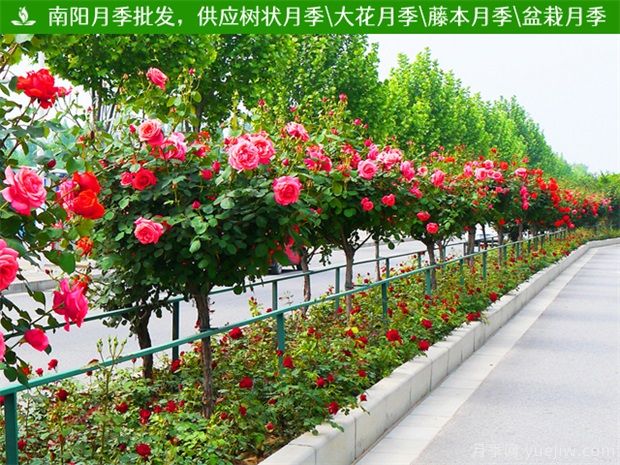4公分樹(shù)狀月季/4公分月季樹(shù)(圖3)