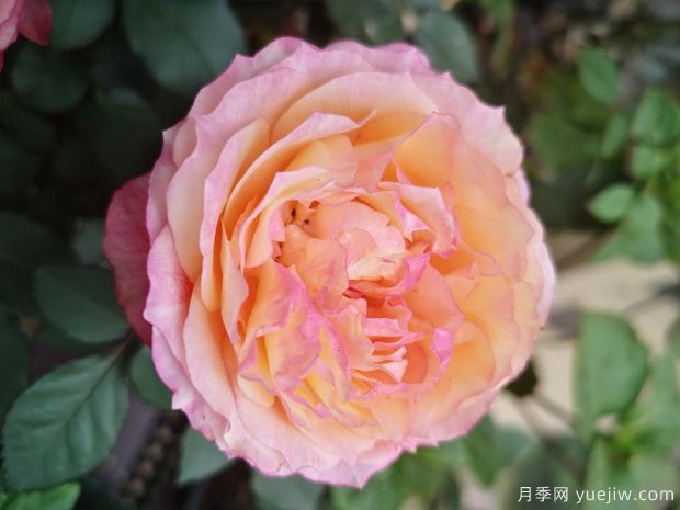 大花美人月季/彩虹陽(yáng)臺(tái)月季(圖3)