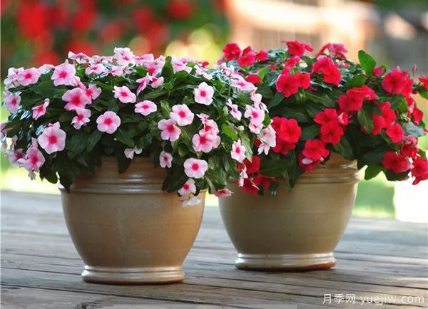 幾種讓花園充滿浪漫色彩的粉色花卉，滿足少女心(圖6)
