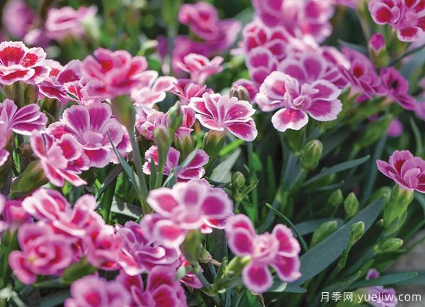 幾種讓花園充滿浪漫色彩的粉色花卉，滿足少女心(圖4)
