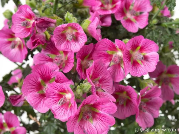 幾種讓花園充滿浪漫色彩的粉色花卉，滿足少女心(圖7)