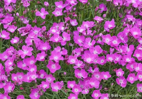 幾種讓花園充滿浪漫色彩的粉色花卉，滿足少女心(圖10)