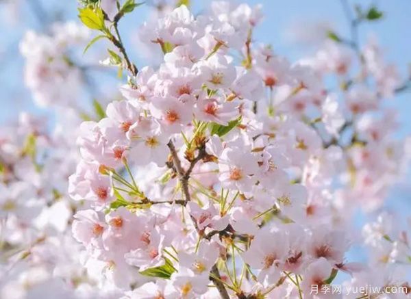 幾種讓花園充滿浪漫色彩的粉色花卉，滿足少女心(圖1)