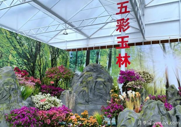 花開八桂壯美廣西，第二屆廣西花卉苗木交易會開幕(圖2)