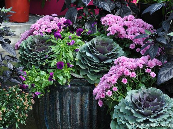 庭院適合種哪些花卉植物？冬天來了更漂亮(圖2)