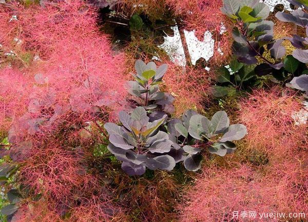 庭院適合種哪些花卉植物？冬天來了更漂亮(圖3)