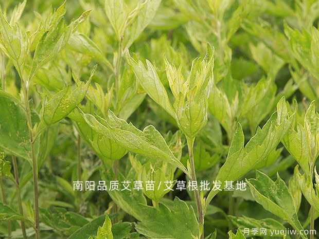 南陽(yáng)培育以艾草為首的“八大宛藥(圖1)