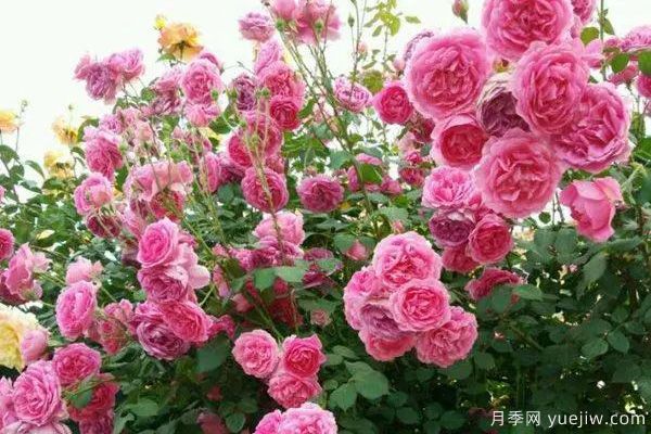 推薦3種生長(zhǎng)速度快的爬藤月季，花墻超級(jí)漂亮(圖1)