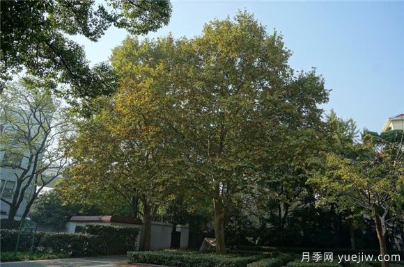 五角楓與元寶楓如何區(qū)別？三個方面輕松分辨(圖2)