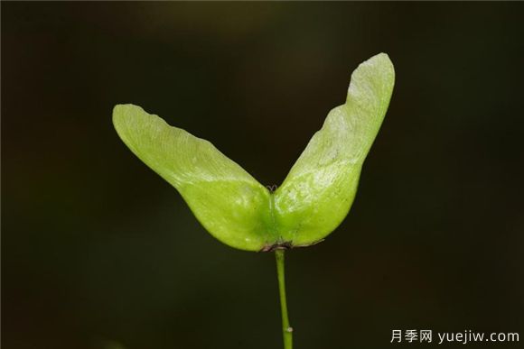 五角楓與元寶楓如何區(qū)別？三個方面輕松分辨(圖5)