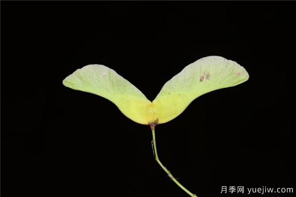 五角楓與元寶楓如何區(qū)別？三個方面輕松分辨(圖6)