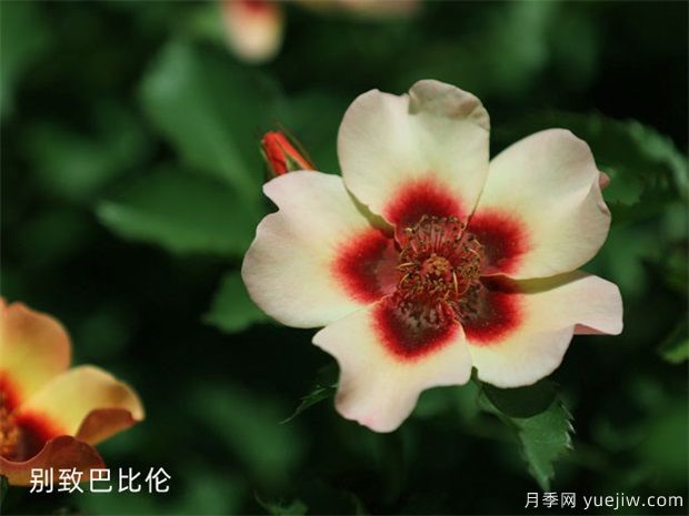 苗木打基礎(chǔ)，“種、密、土、肥、水”要到位！(圖1)