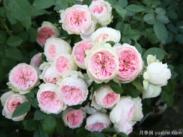 推薦14個耐雨淋的月季品種，這個秋季不怕雨(圖1)